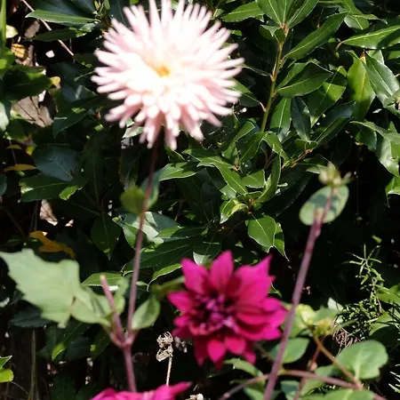 Bed and breakfast Casa Branzele 3*