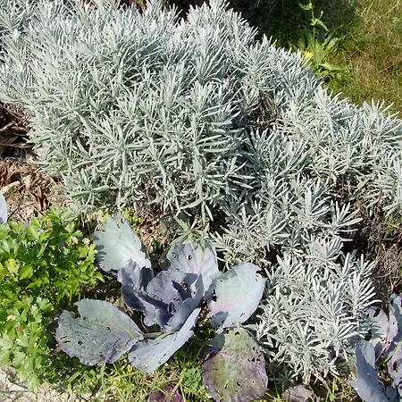 Casa Branzele 3* Trezzo Tinella