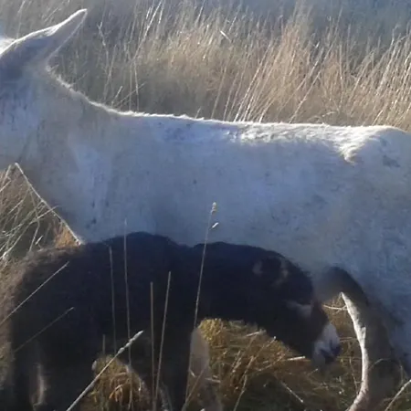 Casa Branzele Trezzo Tinella