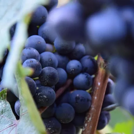 Casa Branzele Bed and breakfast 3*