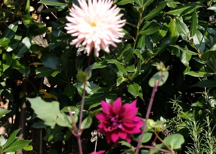 Frühstückspension Casa Branzele 3*