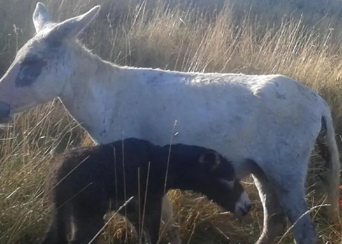 Casa Branzele Trezzo Tinella