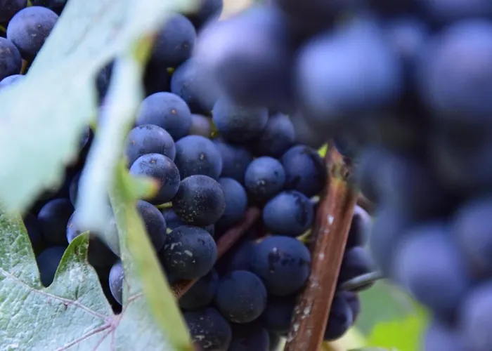 Casa Branzele Frühstückspension 3*